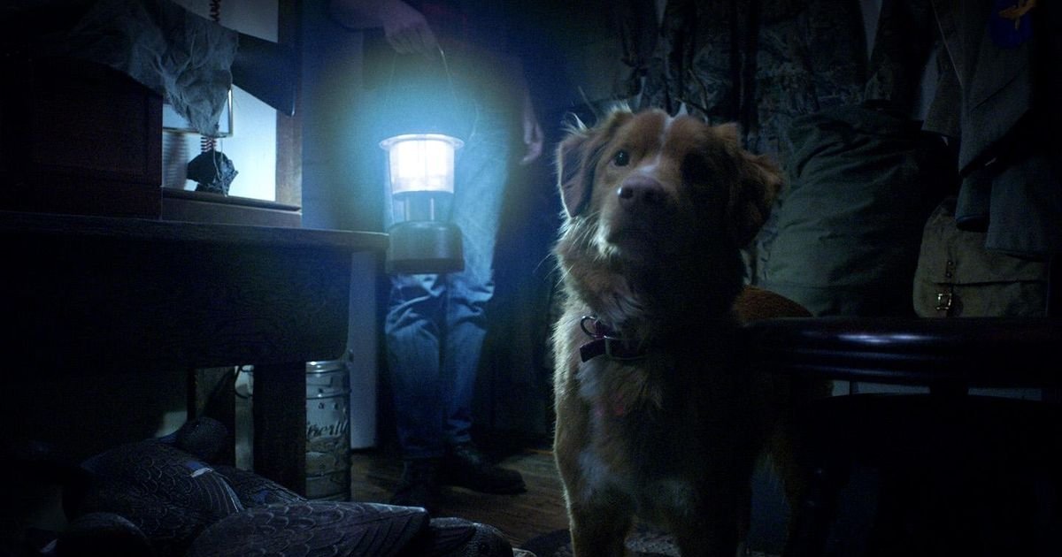 Haben Sie sich jemals gefragt, warum Ihr Hund in eine leere Ecke starrt, grundlo | Cinexcepción