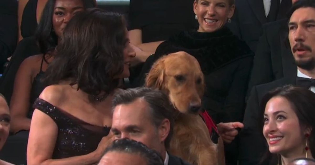 Julia Louis-Dreyfus nahm einen blinden Hund mit zum Jubiläum und begann, den Hun | Cinexcepción
