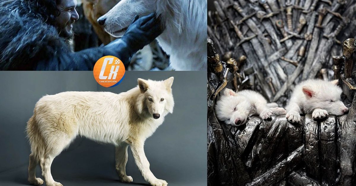 Wissenschaftler haben die Schreckenswölfe von #GameOfThrones nach Tausenden von | Cinexcepción