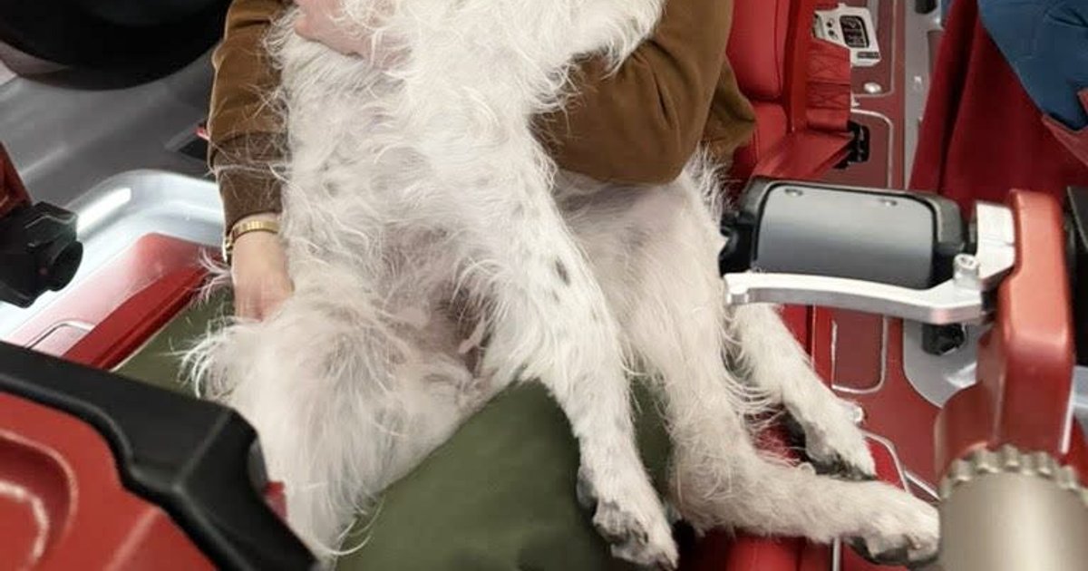 Rachel Brosnahan com o cachorro de James Gunn que serviu de modelo para Krypto. | Cinexcepción
