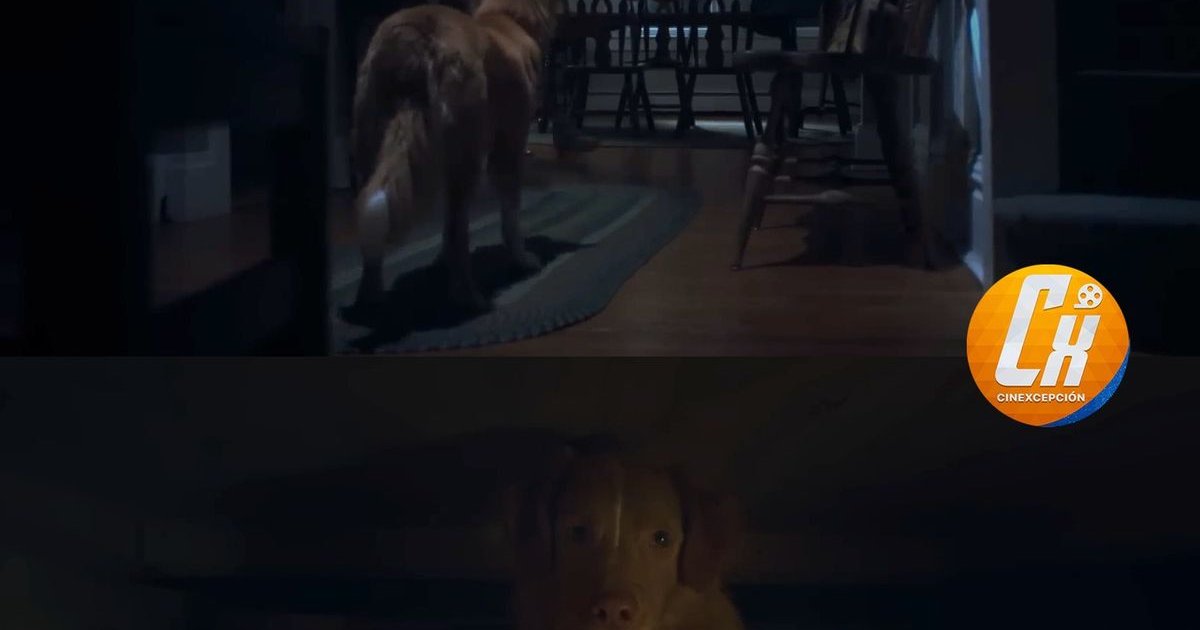 彼らはすでに #GoodBoy の予告編を公開しています。この映画は非常に独創的な展開があり、すべてが見える犬の視点で語られます。 | Cinexcepción