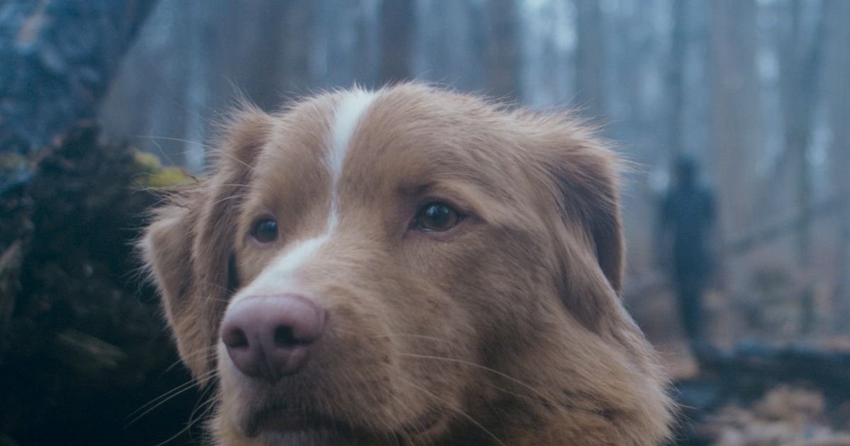 バイラルに広まり、インターネット ユーザーが最も望む映画の 1 つとなった #GoodBoy は、限定公開ではなくなります。 | Cinexcepción