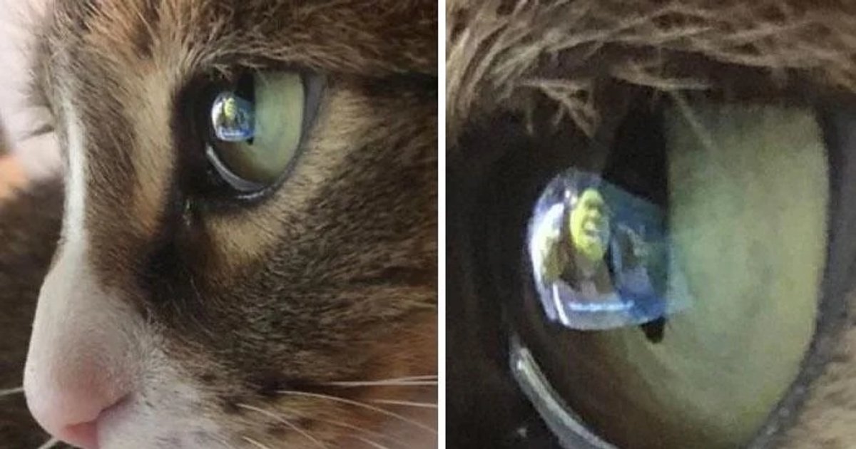 Eine Katze, die Shrek beobachtet. | Cinexcepción
