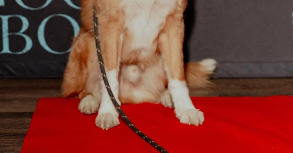 Indy, el actor principal de 