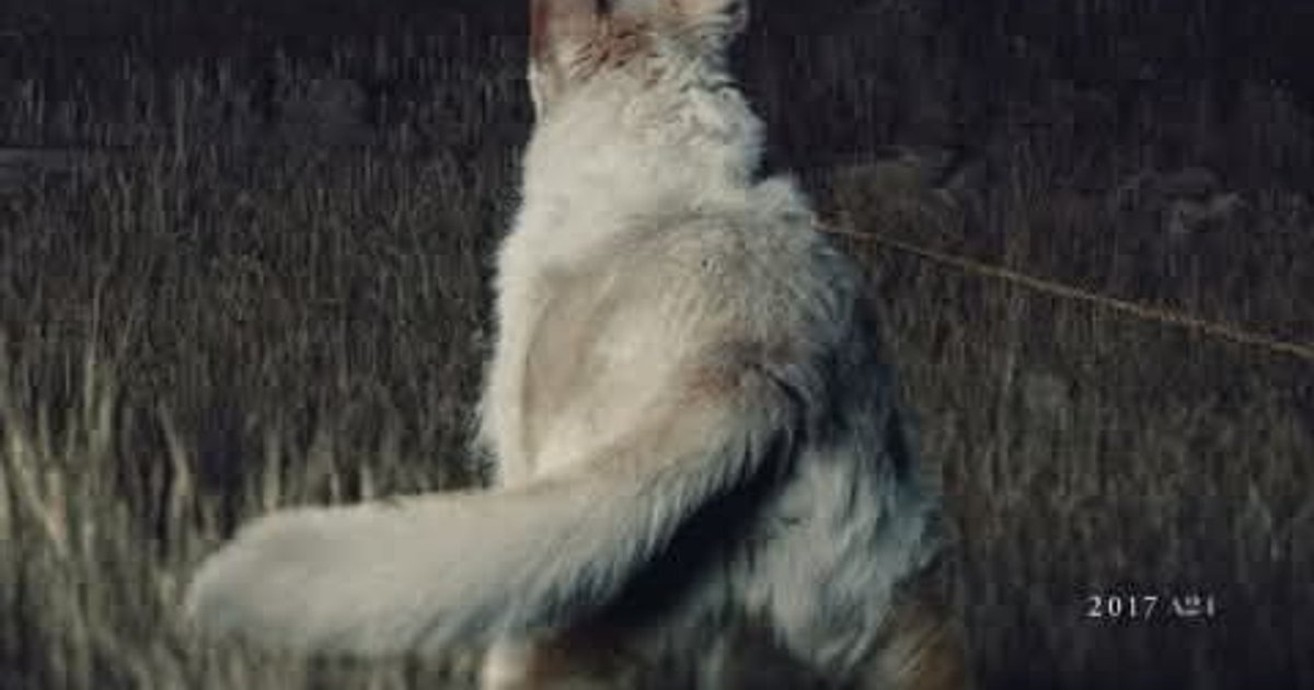 Esta semana vimos It Comes At Night del estudio A24. | Cinexcepción